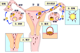性交により膣内に射精された精子