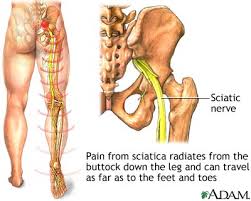 sciatic nerve - via Daymix