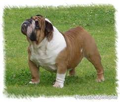 Other Names: Bulldog - via Daymix