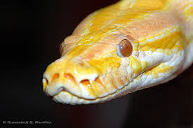 Albino Burmese Python - via Daymix