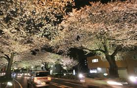 080411sakura_b