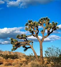 of Palmdale, California, - via Daymix