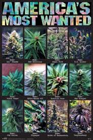   America x26s Most Wanted   The Poster
