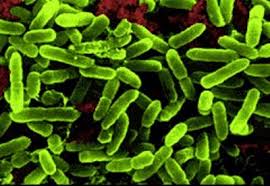 Not only do probiotics have - via Daymix