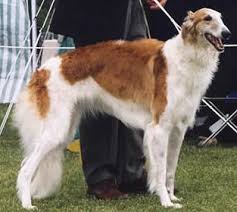   Borzoi   COUNTRY OF ORIGIN Russia 