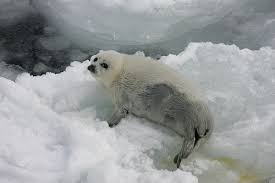 Seal Picture 4