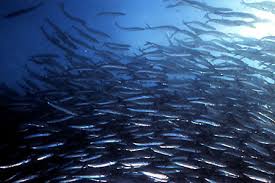 biology sub links