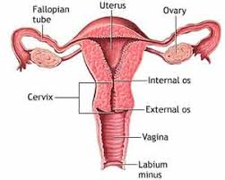For  Cervical Dysplasia 