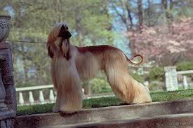   Afghan Hound  