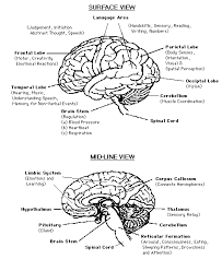 TPN References Tools  Brain Map  