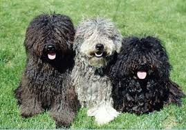      of her grey  Puli   over the years    