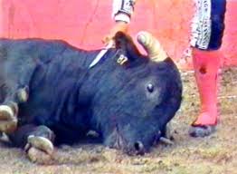 Bullfighting Slide Show