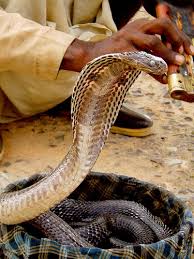 with their snakes in hand, - via Daymix