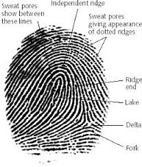 Fingerprint - via Daymix