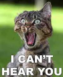 Screeming  Crazy Cat  