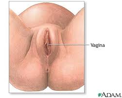 and the clitoris.