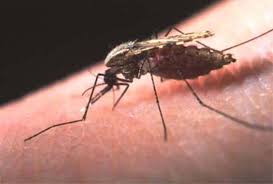 At-home treatment of malaria - via Daymix