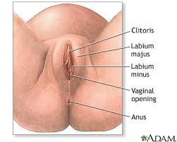 canal, and the clitoris.