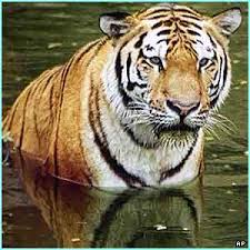A Siberian  tiger   in Philadelphia Zoo