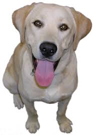 The  Animal   Welfare League of    