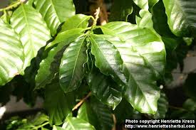 Photo: Coffea arabica - via Daymix