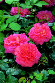       Christopher Marlowe   Rose 