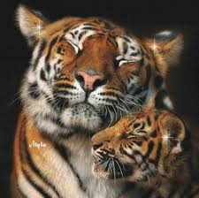 Orkut Scrap - Animals: 2