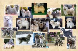 KENNEL x26middot Bichon Havanese Junior