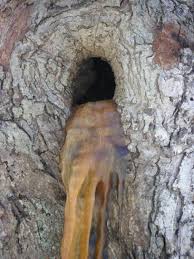 Tree  Poo  