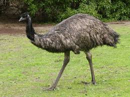 North Carolina Emu