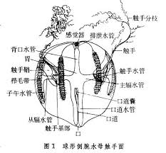 触手（图1[球形侧腕水母触手面]
