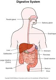 What is  abdominal pain ?