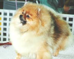 Pomeranian puppies are for sale in