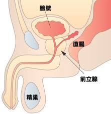 前立腺の解剖図