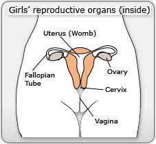 hundreds of tiny sex cells