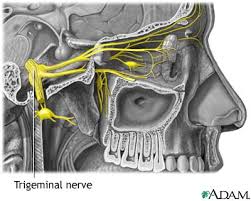  Cluster headaches  may be