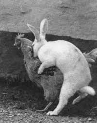 rabbit  humping  