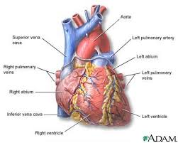 The heart is the human body's