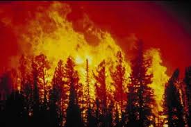 California wildfires on google
