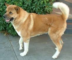   Akita puppy   dog breed information on    