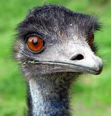 Arnhemland_large.jpg emu.jpg