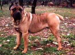   Cane corso   Origine e storia