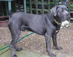   cane corso  