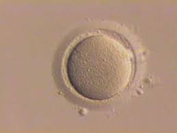 oocyte