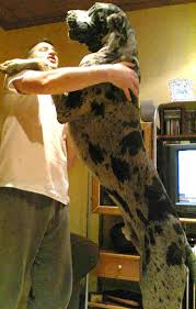   Great Dane   on hind legs