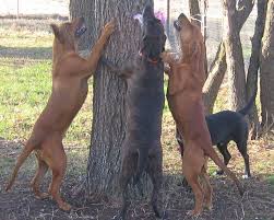   Plott   Hounds