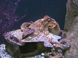   Octopus   The majority of  octopuses      