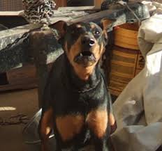   Doberman   Pinscher  Doberman      