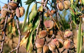 Almond Extract Apricot extract