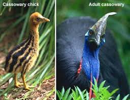 Le Cassowary